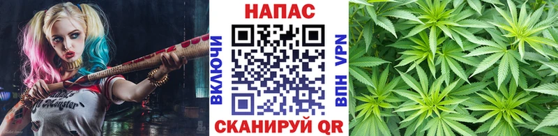 МАРИХУАНА семена  Дигора 